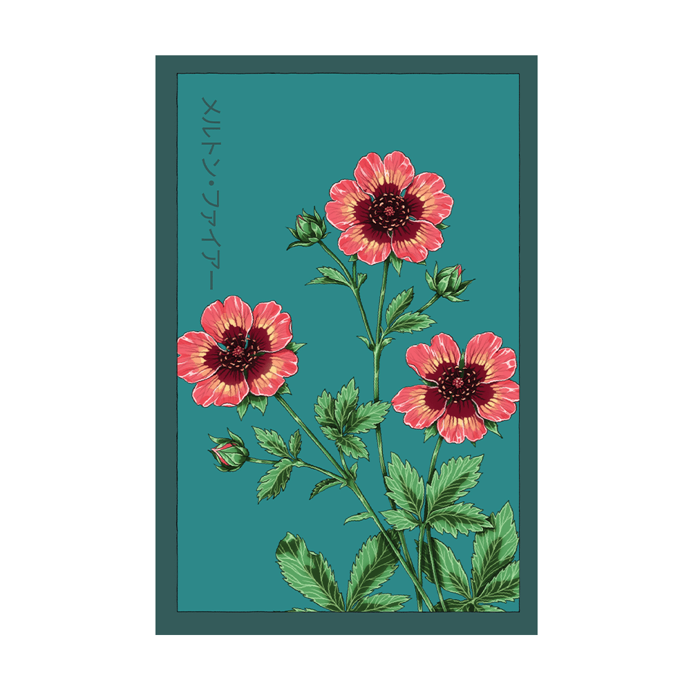 Melton Fire Flower Seeds Packet - Chive US Wholesale