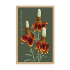 Mexican Hat Flower Seeds Packet - Chive US Wholesale