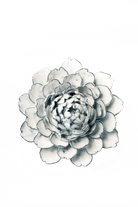 NA01 Blue White Hermione Peony - Chive US Wholesale