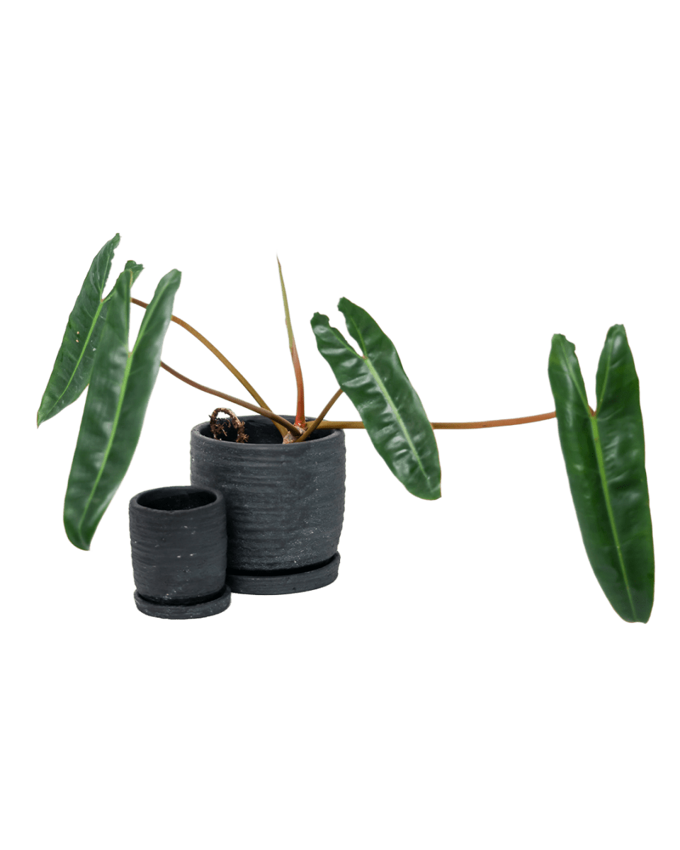 Paul Ceramic Pot And Saucer Set With Drainage - Chive US Wholesale