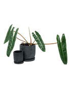 Paul Ceramic Pot And Saucer Set With Drainage - Chive US Wholesale