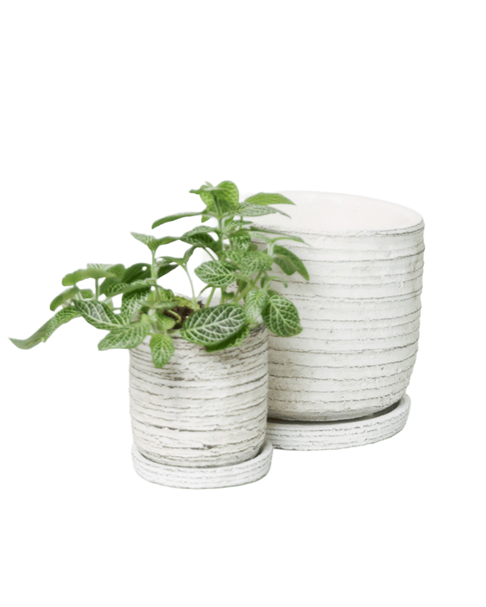 Paul Ceramic Pot And Saucer Set With Drainage - Chive US Wholesale