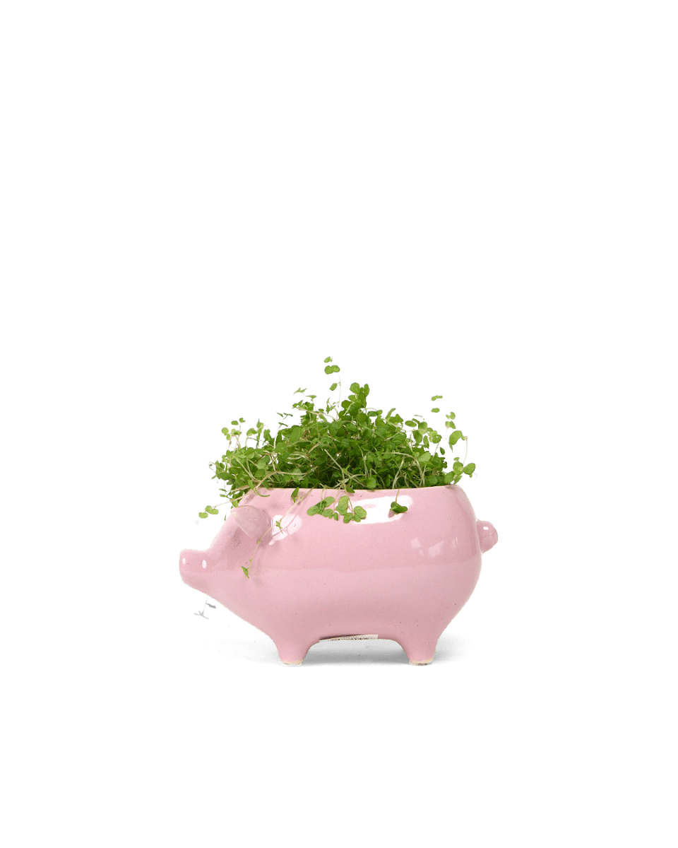 Pig Ceramic Indoor Plant Pot Kit - Chive US Wholesale