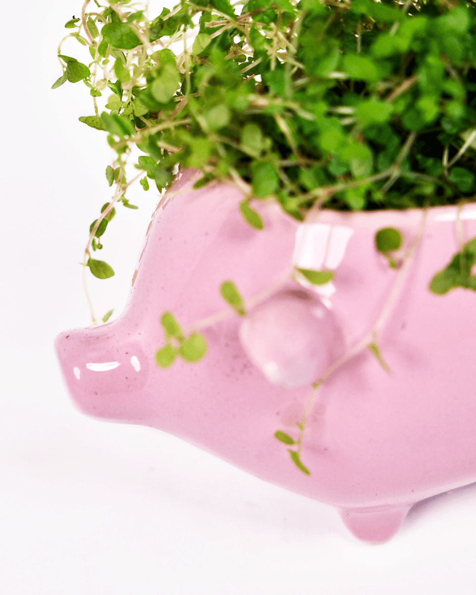 Pig Ceramic Indoor Plant Pot Kit - Chive US Wholesale