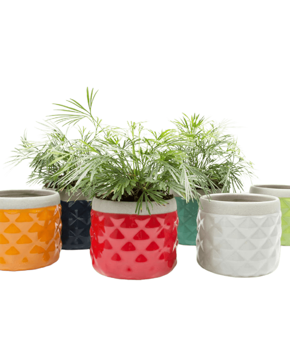 Pina Ceramic Succulent Planter Pot Kit - Chive US Wholesale