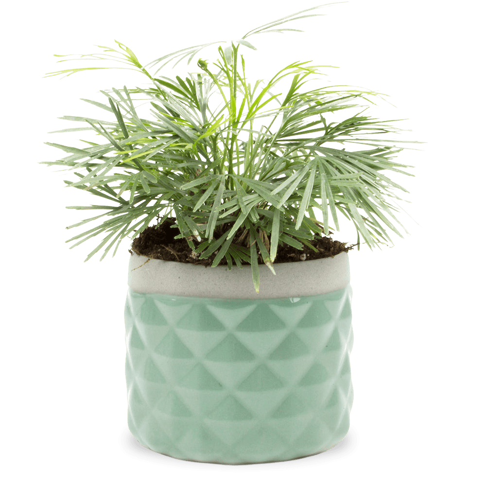 Pina Ceramic Succulent Planter Pot - Chive US Wholesale