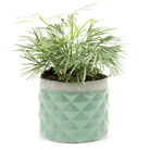 Pina Ceramic Succulent Planter Pot - Chive US Wholesale