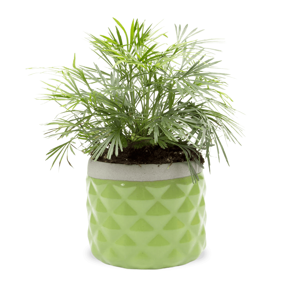 Pina Ceramic Succulent Planter Pot - Chive US Wholesale