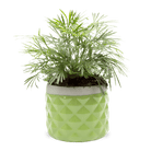 Pina Ceramic Succulent Planter Pot - Chive US Wholesale