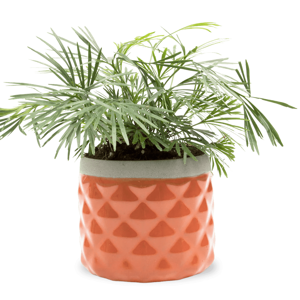 Pina Ceramic Succulent Planter Pot - Chive US Wholesale