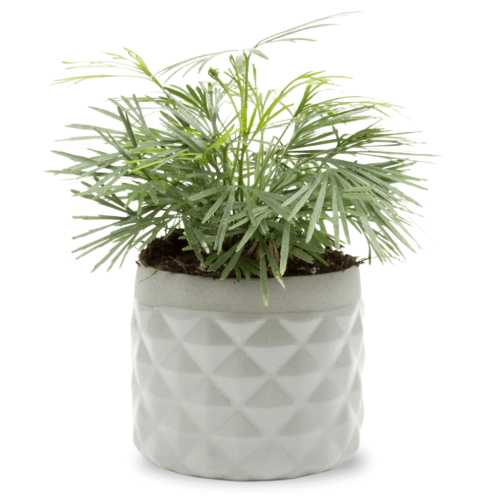 Pina Ceramic Succulent Planter Pot - Chive US Wholesale