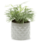 Pina Ceramic Succulent Planter Pot - Chive US Wholesale