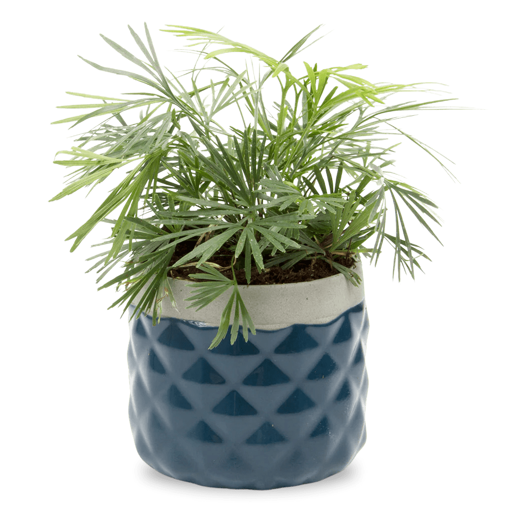 Pina Ceramic Succulent Planter Pot - Chive US Wholesale