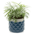 Pina Ceramic Succulent Planter Pot - Chive US Wholesale