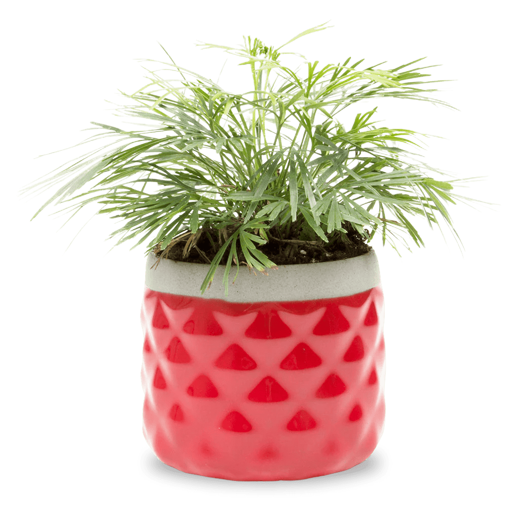 Pina Ceramic Succulent Planter Pot - Chive US Wholesale