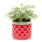 Pina Ceramic Succulent Planter Pot - Chive US Wholesale