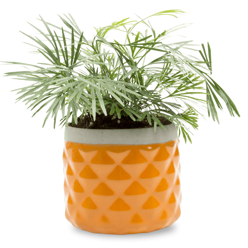 Pina Ceramic Succulent Planter Pot - Chive US Wholesale