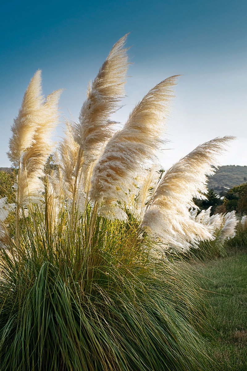 Pampas Grass Flower Seeds Packet - Chive US Wholesale