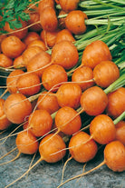 Parisian Carrot Vegetable Seeds Packet - Chive US Wholesale