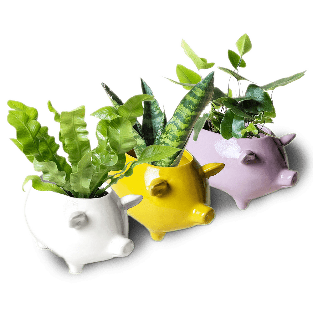 Pig Ceramic Indoor Plant Pot Kit - Chive US Wholesale