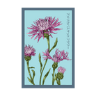 American Basketflower Flower Seeds Packet - Chive US Wholesale