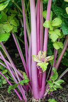 Pink Celery Vegetable Seeds Packet - Chive US Wholesale
