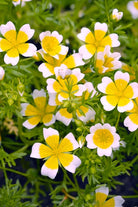 Poached Egg Plant Flower Seeds Packet - Chive US Wholesale