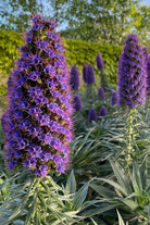 Pride of Madeira Flower Seeds Packet - Chive US Wholesale