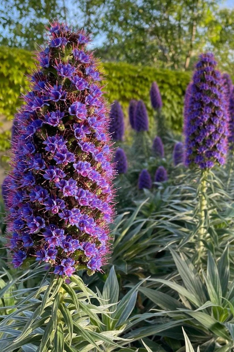 Pride of Madeira Flower Seeds Packet - Chive US Wholesale