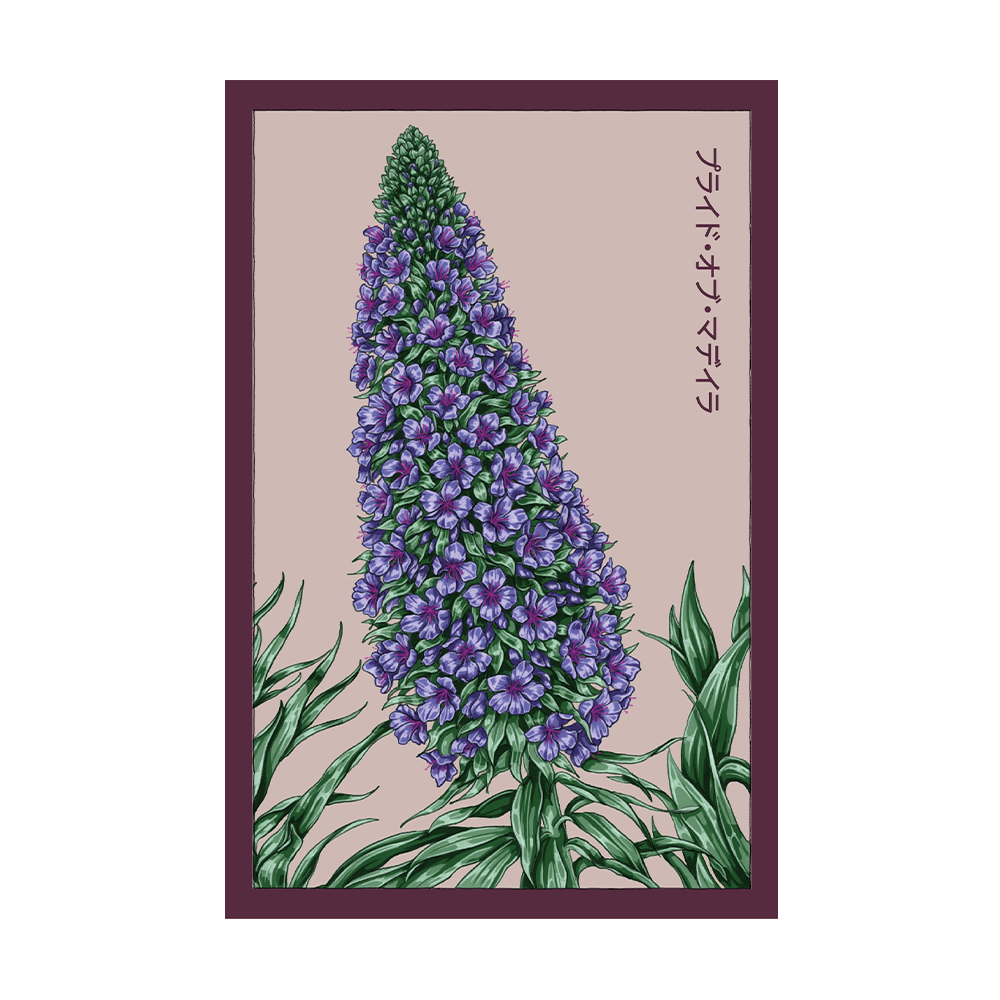 Pride of Madeira Flower Seeds Packet - Chive US Wholesale