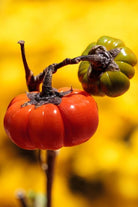 Pumpkin on a Stick Flower Seeds Packet - Chive US Wholesale