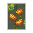 Pumpkin on a Stick Flower Seeds Packet - Chive US Wholesale