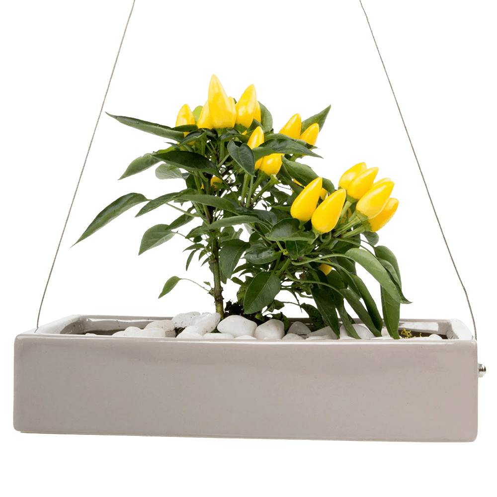 Ragna Ceramic Hanging Planter Kit - Chive US Wholesale