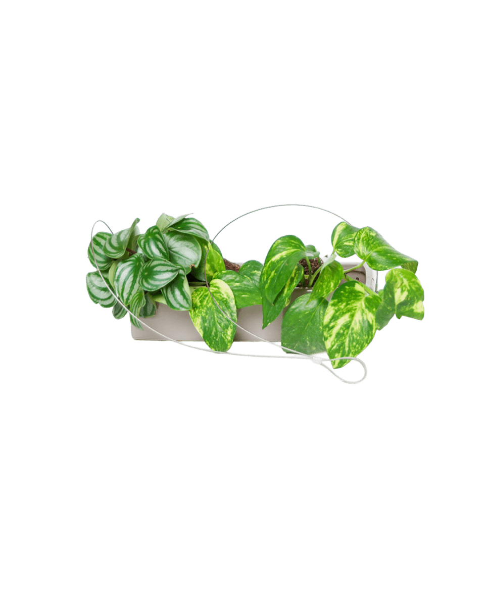 Ragna Ceramic Hanging Planter Kit - Chive US Wholesale