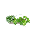 Ragna Ceramic Hanging Planter Kit - Chive US Wholesale
