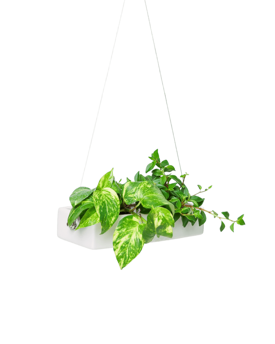 Ragna Ceramic Hanging Planter - Chive US Wholesale