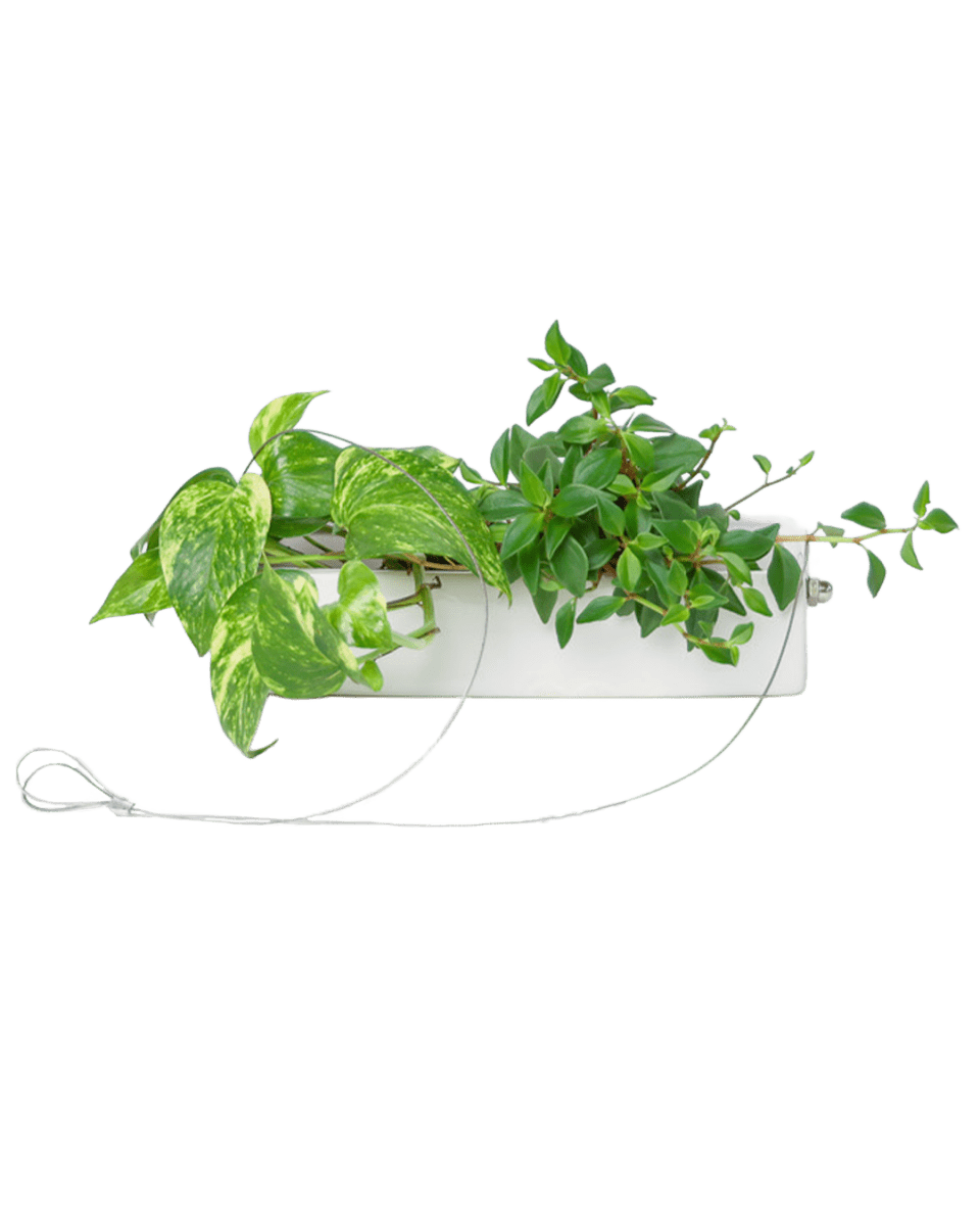 Ragna Ceramic Hanging Planter Kit - Chive US Wholesale