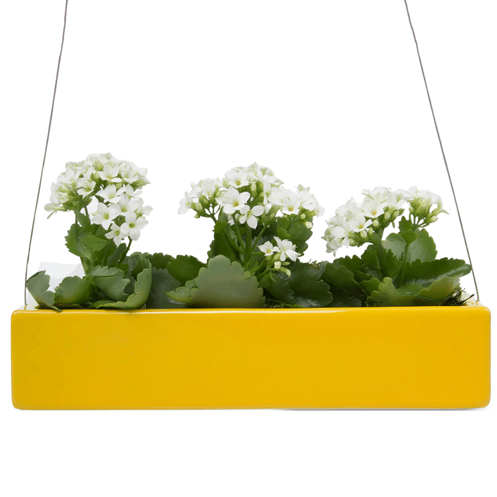 Ragna Ceramic Hanging Planter Kit - Chive US Wholesale