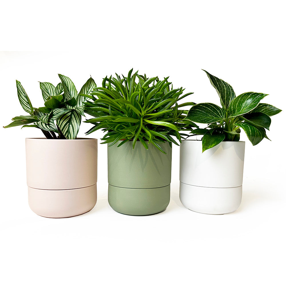 Wholesale Plastic Flower Pots At Cheap Price - Brice Gardening