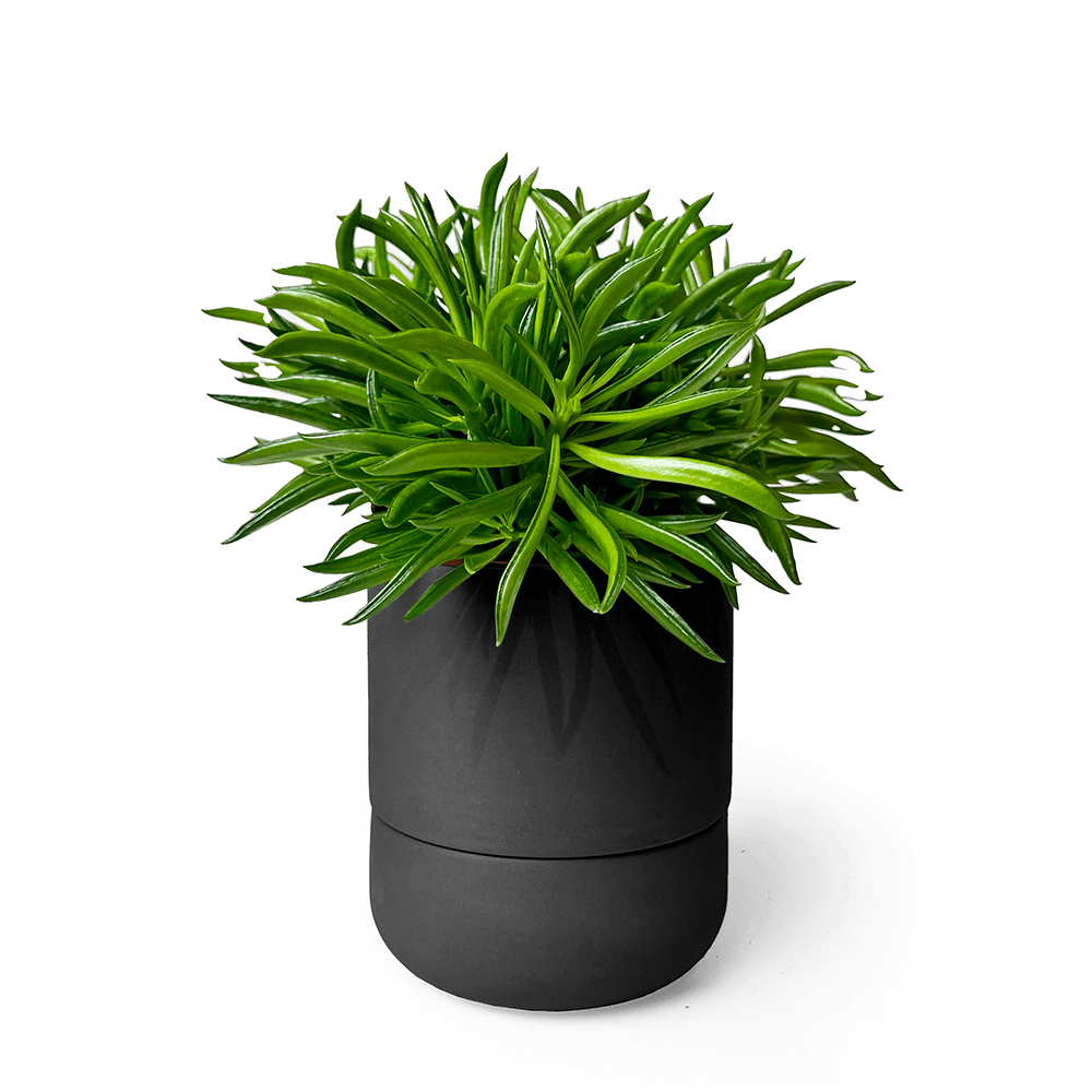 Ryan Self - Watering Plant Pots - Chive US Wholesale