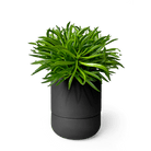 Ryan Self - Watering Plant Pots - Chive US Wholesale