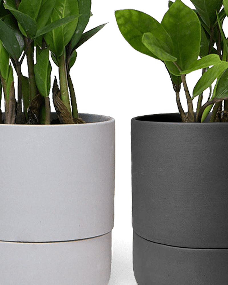 Ryan Self - Watering Plant Pots - Chive US Wholesale