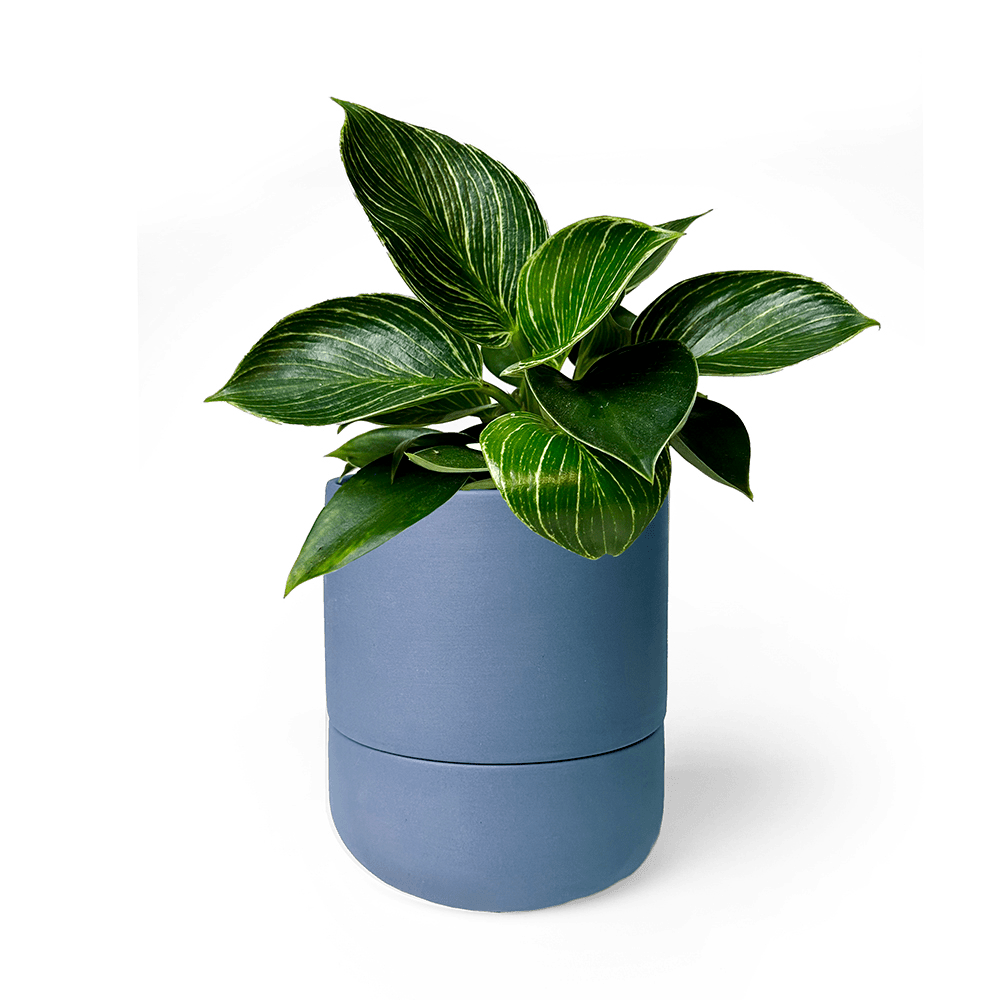 Ryan Self - Watering Plant Pots - Chive US Wholesale