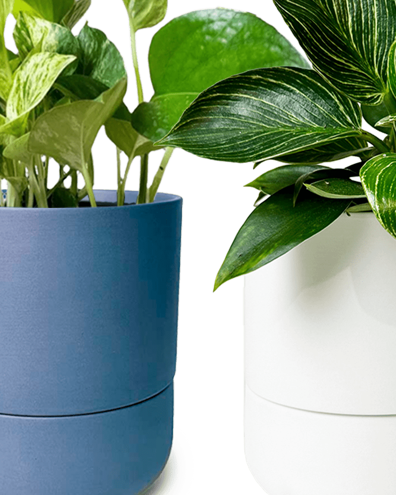 Ryan Self - Watering Plant Pots - Chive US Wholesale