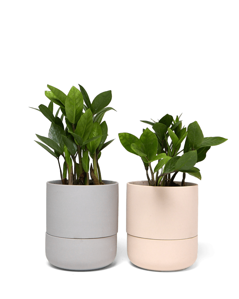 Ryan Self - Watering Plant Pots - Chive US Wholesale