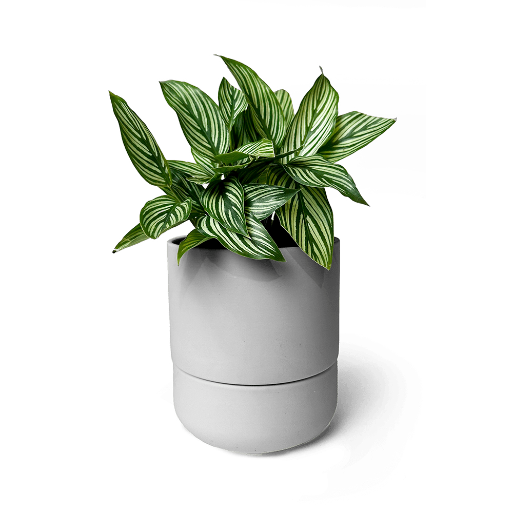 Ryan Self - Watering Plant Pots - Chive US Wholesale