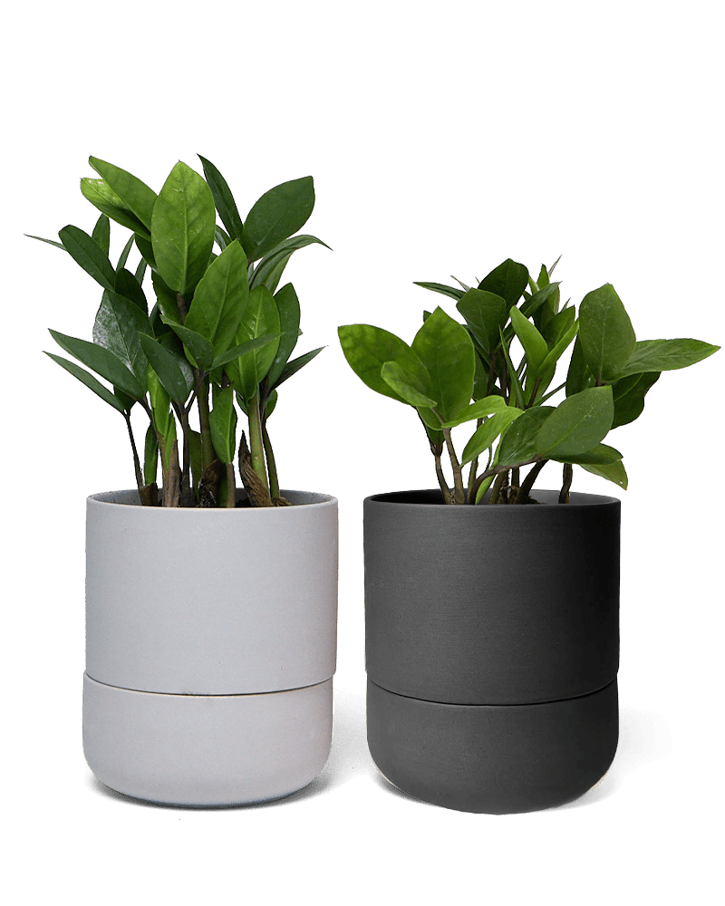 Ryan Self - Watering Plant Pots - Chive US Wholesale