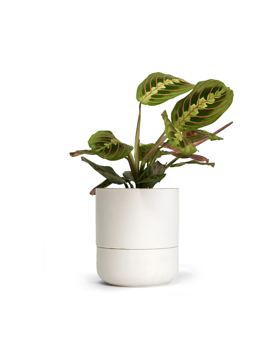 Ryan Self - Watering Plant Pot Kits - Chive US Wholesale