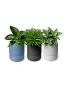 Ryan Self - Watering Plant Pot Kits - Chive US Wholesale