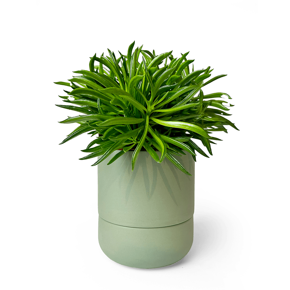 Ryan Self - Watering Plant Pots - Chive US Wholesale